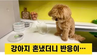 강아지 혼냈더니 반응이.. (말티푸입양 8개월차) Dog’s reaction to scolding 뻐터네 강아지브이로그