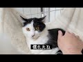 【保護猫】抱っこ訓練 里親募集中