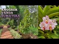 Anggrek Vanda Sumatera??? | BUTANI CHANNEL