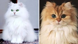 The Majestic Appeal of Persian Longhair Cat Breeds and Characteristics