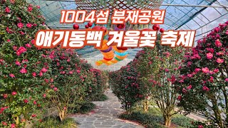 애기동백 신안 1004섬 분재정원 겨울꽃 축제