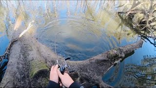 Murray Cod Surface Fishing ; Twitch Twitch BOOM
