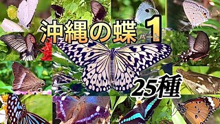 沖縄の蝶図鑑 パート１　25種　butterfly　insects