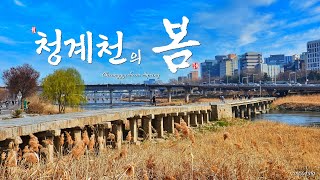 청계천의 봄 두번째 이야기...(2023,0319)