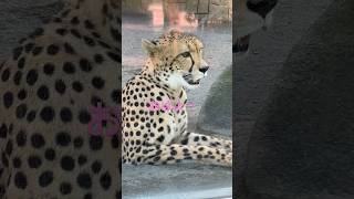 おはよーチーたん【猫のような猛獣チーター 164章】#多摩動物公園#shorts #チーター