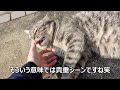 触られるのが好きだけど手で押し出しもしてくる猫がかわいすぎた日