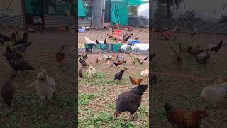 Deshi farm| free range pure Gavran poultry farm|#viral #short #poultry #poultryfarming #gavran #hen