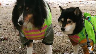 柴犬とシェルティの雨の日さんぽ。