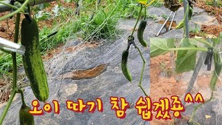 주렁주렁 오이 / 오이줄 정리하는 방법