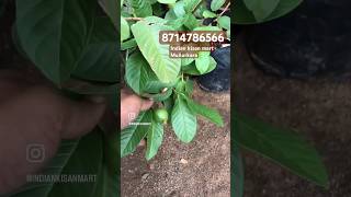 Taiwan pink guava courier available തായ്‌വാൻ പിങ്ക്  പേര From homegrown nursery Early fruiting Guava