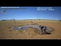 namib sivatag namib desert a thirsty tourist 2022.11.23.