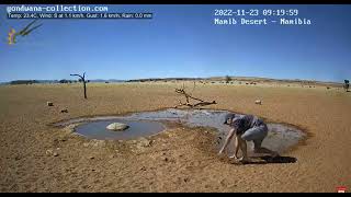 Namib sivatag/Namib desert    A thirsty tourist :)  2022.11.23.