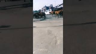 Crazy driver vs animals              Animals on road