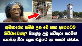 අම්පාරෙන් හම්බ උන මේ සතා ඇත්තටම නිට්ටෑවෙක්ද?-Story of Sri Lankan Nittawa