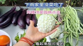 下雨天家里没菜吃了 到自家楼顶菜园摘点去