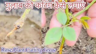 Gulab ko Cutting se kaise lagayein?गुलाब को कटिंग से कैसे लगायें?Rose plant cutting grow/cuttinggrow