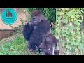 Gorillas of Haoko Family at Lunchtime【Ueno Zoo】