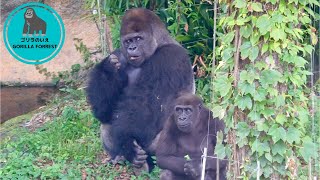 Gorillas of Haoko Family at Lunchtime【Ueno Zoo】