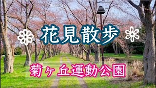 天気が良いので花見散歩/菊ヶ丘運動公園→市営球場