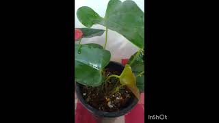 #Soldout 2024 12 10 package 02 හොඳින් වැඩුණු වර්ග 5කි #0776710398#anthurium#outdoorplants