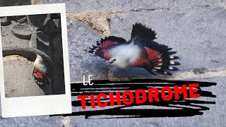 📸 TICHODROME ÉCHELETTE : l'oiseau-papillon | Photos et Vidéos  | Tichodroma Muraria