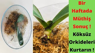 Awesome result in a week / Save Rootless Orchids With This Method / Orchid Care / Rootless Orchid