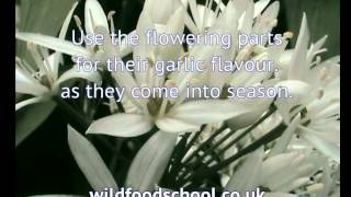 Ramsons | Allium Ursinum | Foraging UK | Wild Food School | foraging TIMES