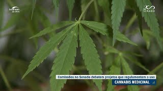 Conheça os projetos de lei do Senado para regulamentar o uso medicinal da cannabis