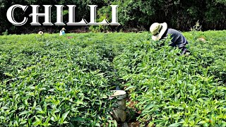 Farming Grow - (Green Chillies) _from Seed in My Village  Chillies Growing Skill _ Green farming