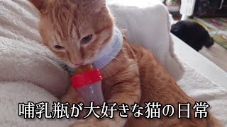 【四十代田舎事務員】なんで私より哺乳瓶の方が好きなのよ！？【不毛飼い主不憫】