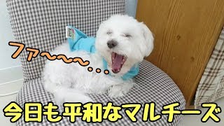 今日も平和なマルチーズ 【ひみつきちなう！①】2018年4月9日