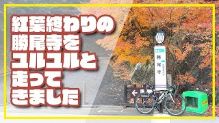 【ロードバイク】紅葉終わりの勝尾寺をユルユルと走ってきました