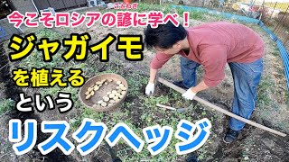 ジャガイモを植えるというリスクヘッジ【自然農で家庭菜園】