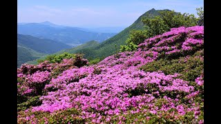 JG☆☆☆8K HDR 大分 別府 鶴見岳のミヤマキリシマ　Oita, Beppu Tsurumidake Miyamakirishima Flower Season