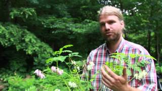 Seed vs Root vs Plant Cuttings