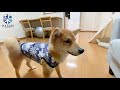 【柴犬】mr.パーカー.jr誕生！！柴犬とパーカーめっちゃ似合うはずが、、