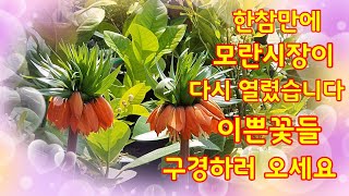 모란시장이 다시 열렸습니다 이쁜꽃들 구경하러 오세요