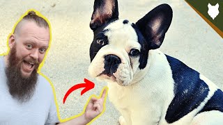 BEST PRODUCTS FOR YOUR FRENCH BULLDOG