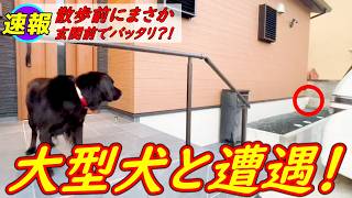 近所の大型犬と遭遇しちゃった庭子猫君がビックリして！…笑[三毛母猫の子猫]