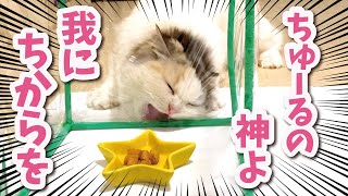 ラップを貫通する特訓をする猫【おしゃべりする猫】 【猫アテレコ】