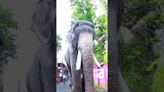 Mangalamkunnu Karnan #sree4elephants #keralaelephant #mangalamkunnukarnan #aana