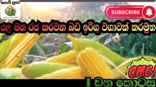 how to farming Maize #farming#බඩ ඉරිගු වගාව #amazing agree#baby crone cultivation # animal food 🐓🐤🐵🐖