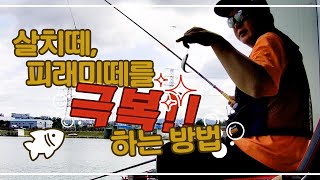 [살치떼 극복하고 100수찍기] 🐟거청낚시터 / 비제이백작 / 경원에프앤비 / 나노피싱 / 판야레저 / 새우글루텐 6 / 살치떼 / 100수🐟