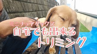 [必見]自宅でもできるトリミング～ミニチュアダックス