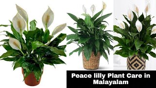 peacelilly plant care in Malayalam | പീസ് ലില്ലി സംരക്ഷിക്കാം ഇതുപോലെ ITipS noW