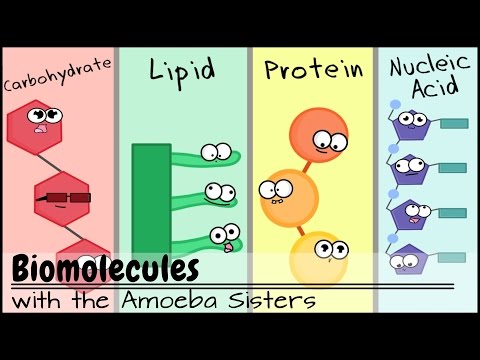 Biomolecules (Updated) Biomolecules (Updated)