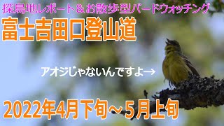 山梨県・富士吉田口登山道の探鳥地レポート＆お散歩型バードウォッチング　　ノジコとライファー！　2022年4月下旬＆5月上旬