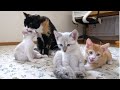 【生後55日】３匹の子猫を我が子のように可愛がる猫【保護子猫】