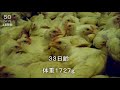 鶏肉にされるメイたちの33日齢　汚れていく羽