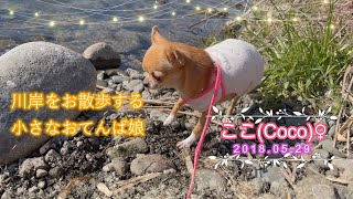 【極小チワワ】我が家の小さなおてんば娘は川岸をお散歩してみた！！